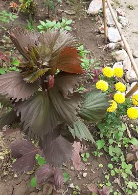 Dark Red and Green Plant with Yellow Flowers