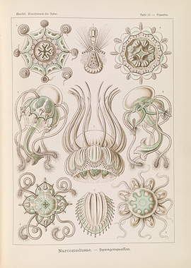 Haeckel's Narcomedusae Illustrations