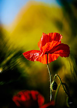 Red Poppy
