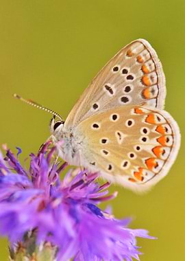 Painted Blue — Cornflower Visitor