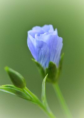 Sky Whisper — Blue Flax Bud