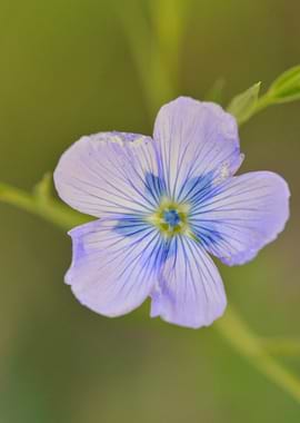 Azure Veins — Flax Blossom
