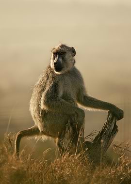 Baboon sitting on a log