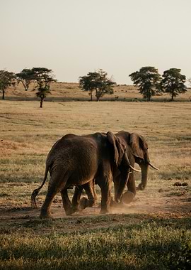 Two Elephants Walking in a Savannah