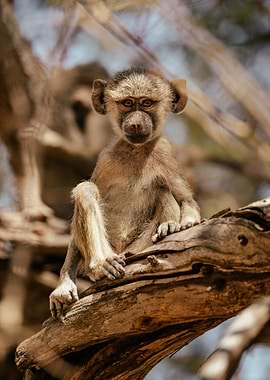 Young baboon sitting on a tree branch