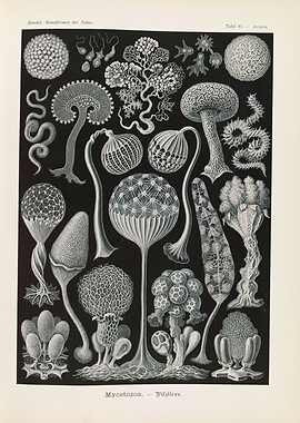 Ernst Haeckel Mycetozoa Scientific Illustration Plate