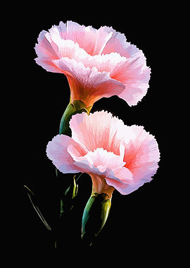 Elegant Pink Carnations on Black