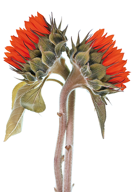 Two Red Sunflowers on White Background