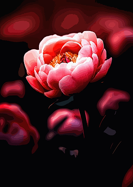 Vibrant Pink Peony Bloom