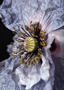 Macro Close-up of a Purple Poppy