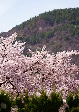 Cherry Blossoms Against Mountain Backdrop