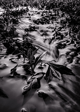 Gentle Stream