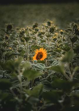 Lonely
