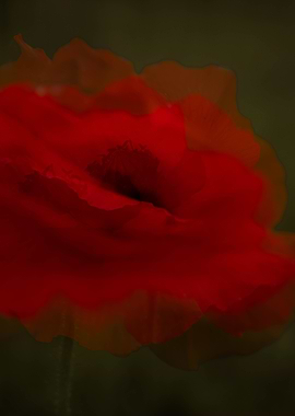 Moody Red Poppy Flower