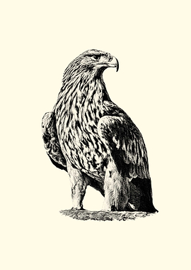 Detailed Pencil Sketch of an Eagle