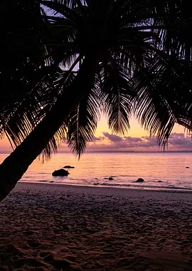 Tropical Beach Sunset Silhouette