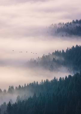 Misty Pine Forest at Dawn, Foggy Mountain Trees Landscape