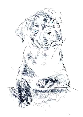 Sketch of a Puppy