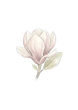 Soft Watercolor Magnolia Flower Illustration