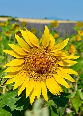 Bright Sunflower in a Field