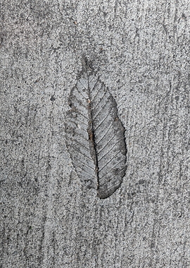 Leaf Imprint in Concrete