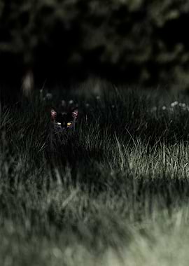 Black Cat Lurking in Tall Grass