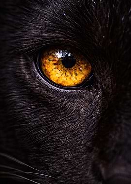 Extreme Close-up of Black Cat Eye