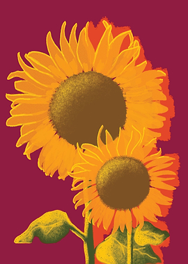 Two Vibrant Sunflowers on Maroon