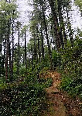 Winding Forest Trail Through Tall Pines