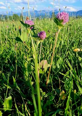 Purple Clover Flowers in Meadow