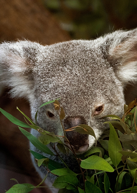 Close-Up Koala Portrait – Australian Wildlife Nature Wall Art