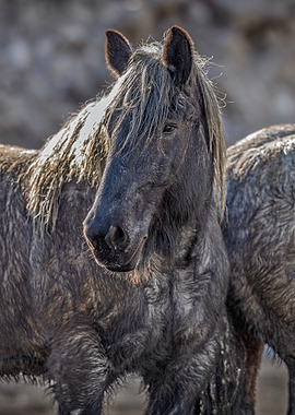 Portrait of a Wild Horse