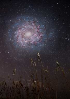 Cosmic Embrace: Galaxy Over Reeds