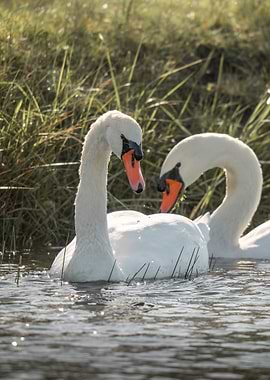 Swans in Soft Meadow Light