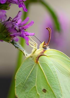 Brimstone Butterfly on Purple Blossom