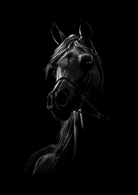 'Ghost' Dramatic Portrait of an Arabian Horse