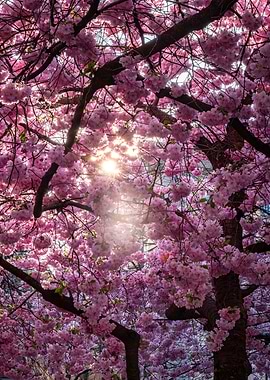 Daylight in the Cherry Trees