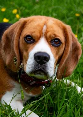 Close-up Portrait of a Beagle