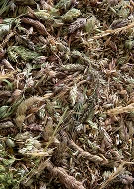 Dried Wild Grasses and Seeds