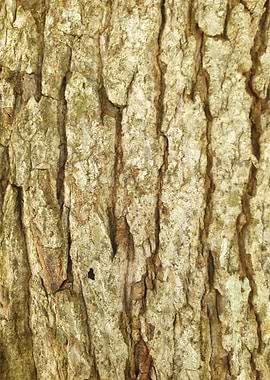 Tree bark close-up
