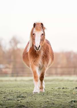 Fluffy Chestnut Horse in Soft Daylight