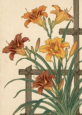 Vintage Botanical Illustration of Daylilies