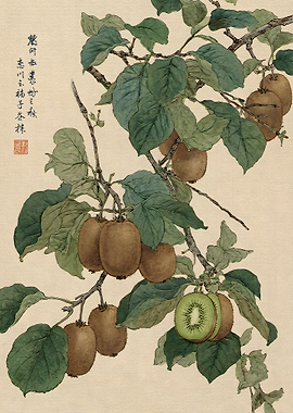 Traditional Style Kiwi Fruit Botanical Illustration
