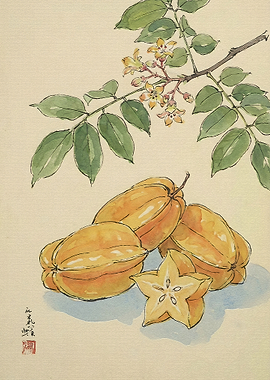 Watercolor Painting of Starfruit