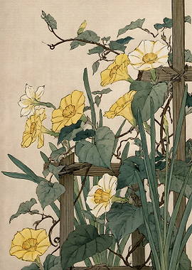 Vintage Botanical Illustration of Morning Glories