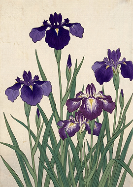 Traditional Japanese Iris Flower Painting