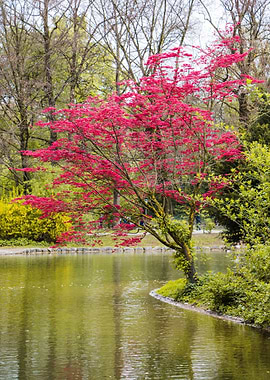 Vibrant Red Japanese Maple by Pond
