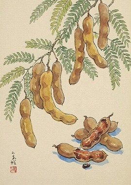 Watercolor Painting of Tamarind Pods