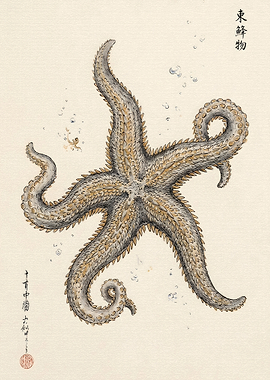 Vintage Japanese Starfish Illustration