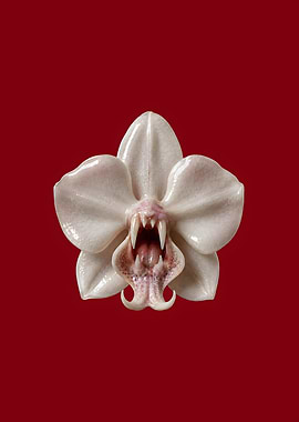 Wild Orchid - Monster Flower